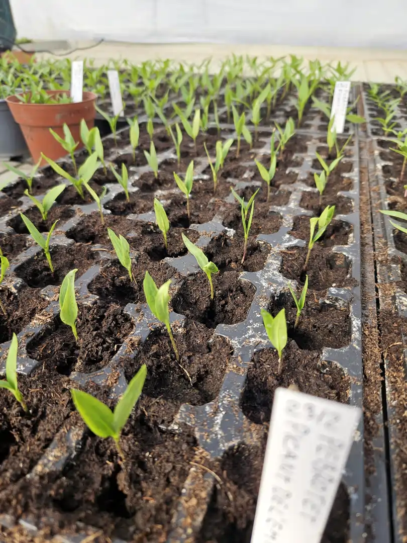 El Banc de Llavors ja prepara la Fira de la Llavors 2026