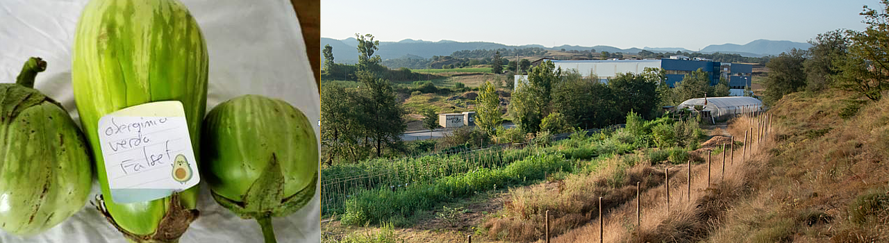 Albergínia verda de Falset