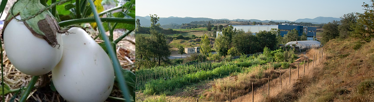 Albergínia Blanca