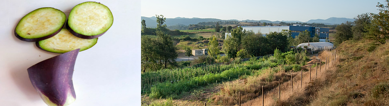Albergínia lila de Menorca