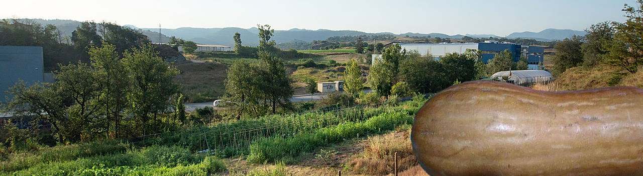 Carbassa Cacahuet, o Carbassa Violí