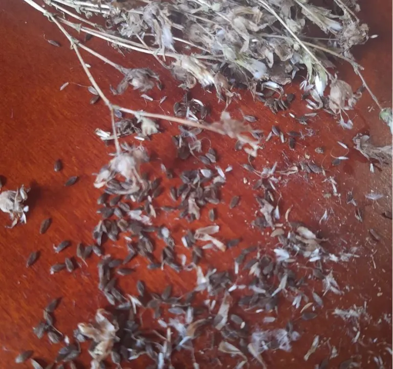 Llavor cua d'oreneta