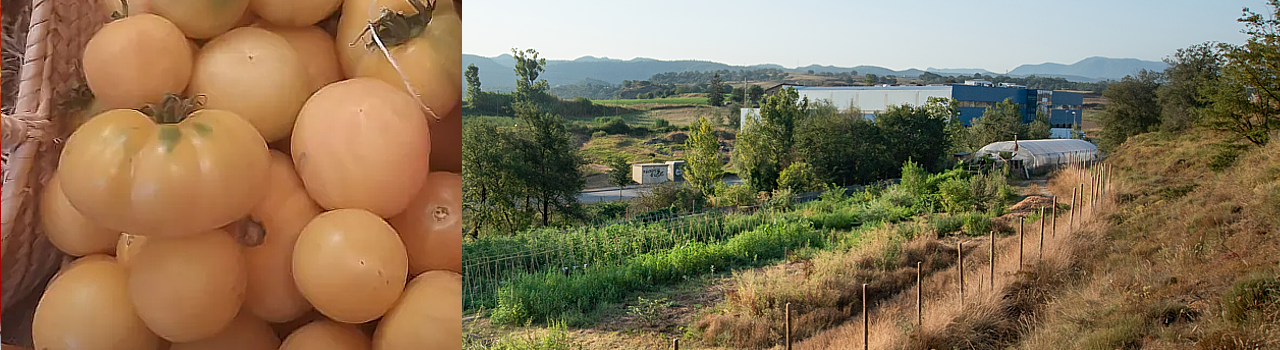 Tomàquet blanc de Pèrsia