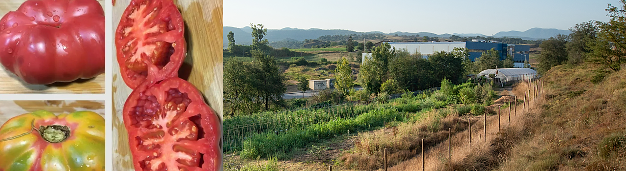Tomàquet de Montserrat ple