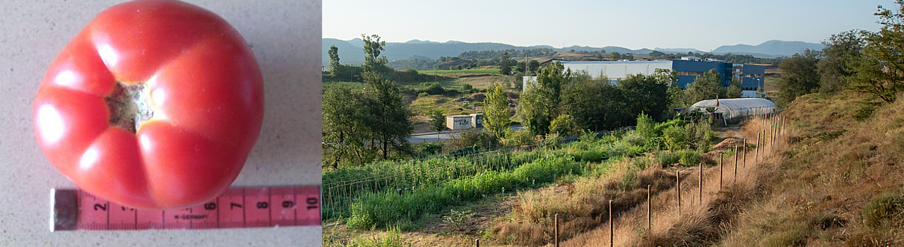Tomàquet de Tírvia, Victòria de la fàbrica