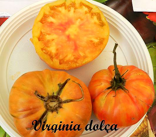 Banc de llavors Roda de Ter – codi TO-025 -Tomàquet Virgínia dolça
