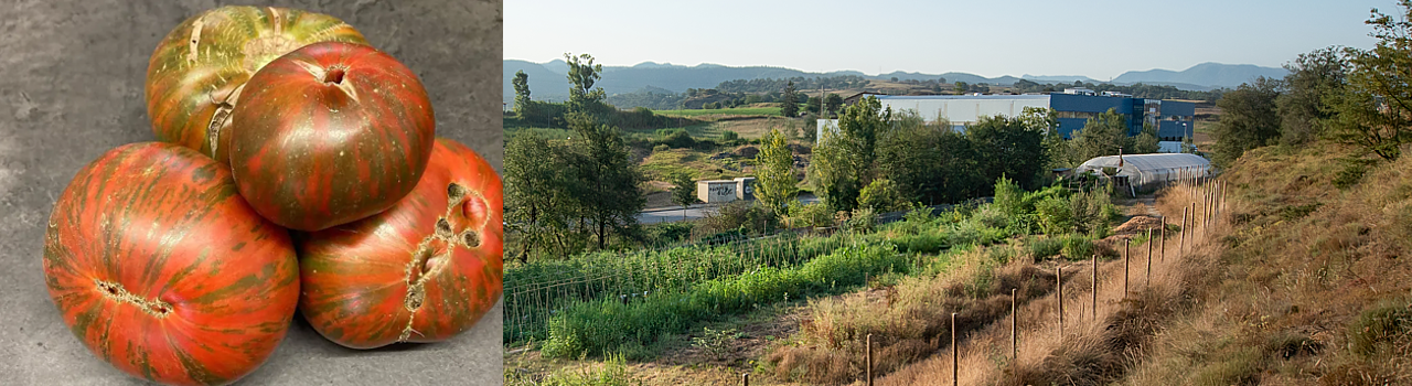 Tomàquet dolç d’Osona