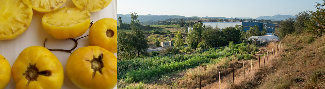 Tomàquet groc de Collserola
