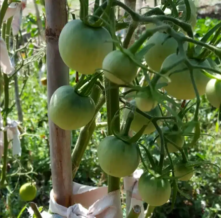 Banc de llavors de Roda de Ter – Codi TO-013 Tomàquet malacara, planta a l’hort