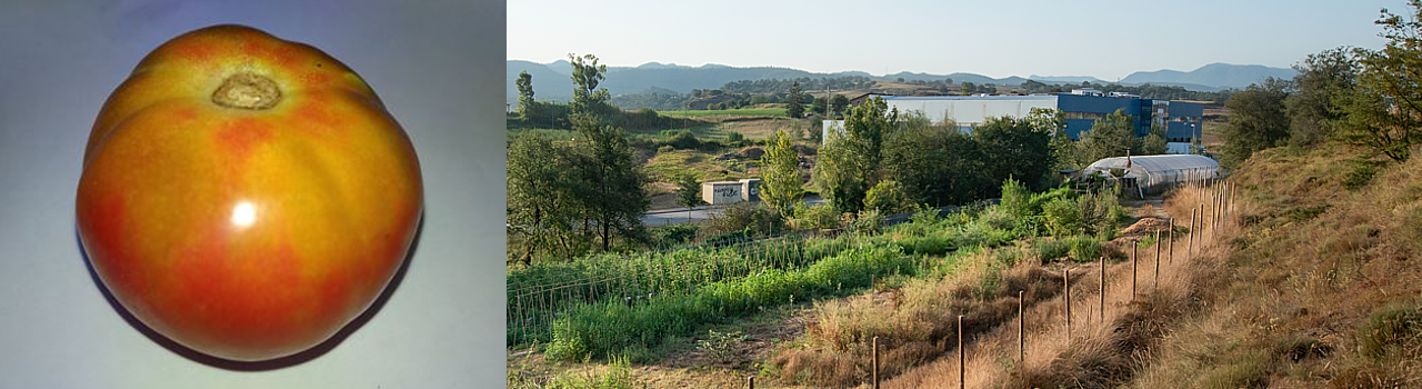 Tomàquet mallorquí