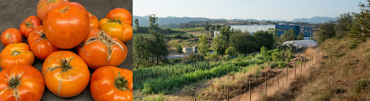 Tomàquet taronja de Collserola