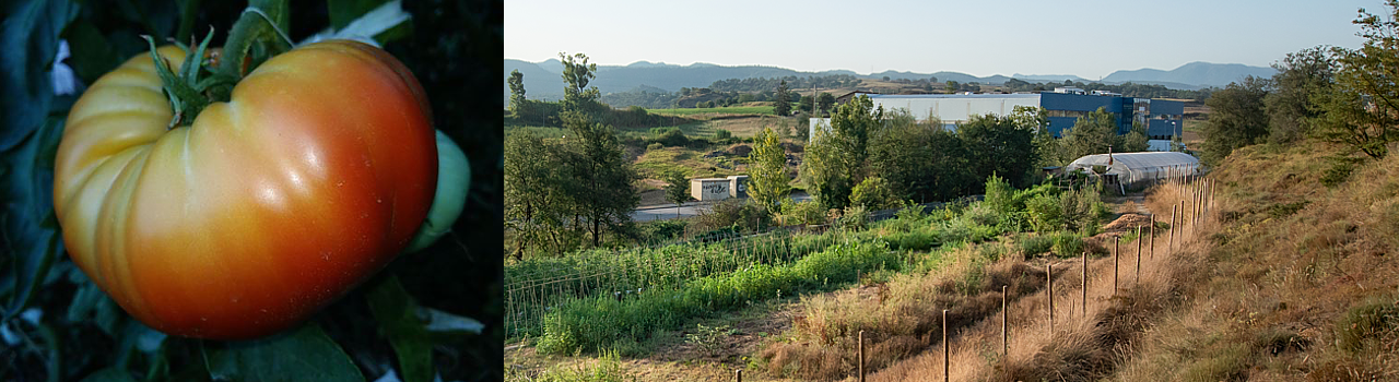 Tomàquet vermell mandó de Collserola