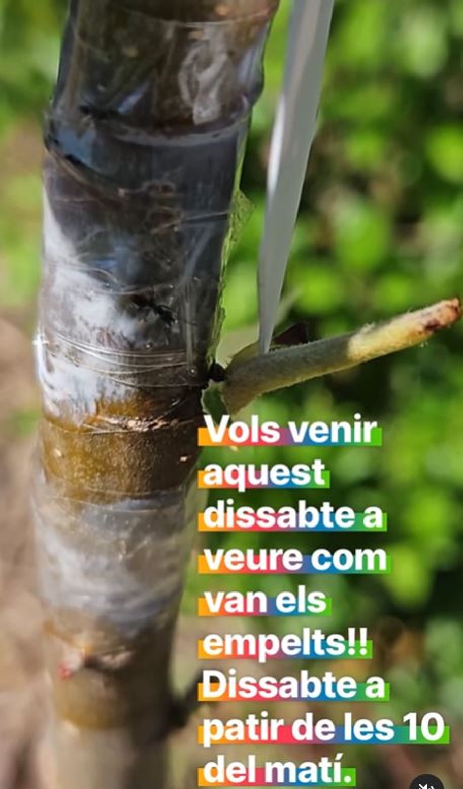 Tallertrobada de seguiment empelts 2