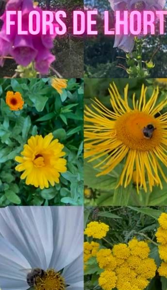 flors hort